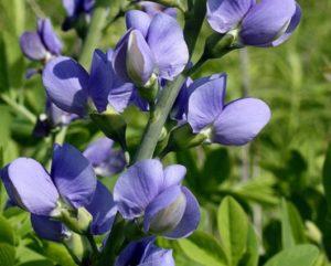 Baptisia (Баптизия красильная, индиго дикое)