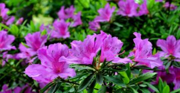 Rhododendron (Рододендрон золотистый)