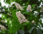 Aesculus hippocastanum (Конский каштан)