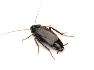 Blatta orientalis (Обычный черный таракан)