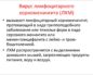 Семейство аренавирусов: Вирус лимфоцитарного хориоменингита (ЛХМ)