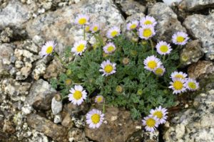 Erigeron - leptilon canadense (Мелколепестник канадский)