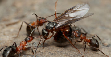 Formica rufa (myrmexine ) (Раздавленные живые муравьи)