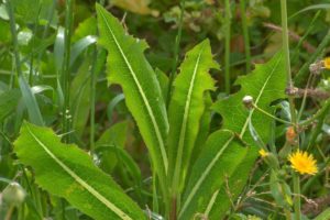 Lactuca virosa (Латук ядовитый)