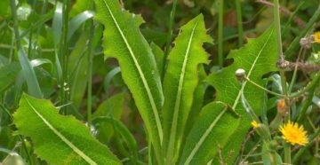 Lactuca virosa (Латук ядовитый)