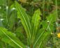 Lactuca virosa (Латук ядовитый)