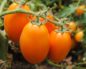 Solanum lycopersicum - lycopersicum esculentum (Помидор)