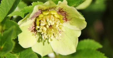 Helleborus (Зимовник)